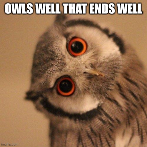 inquisitve owl | OWLS WELL THAT ENDS WELL | image tagged in inquisitve owl | made w/ Imgflip meme maker