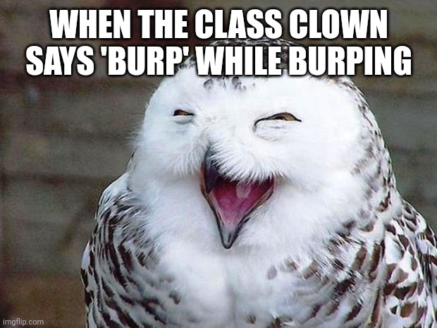 owl happy | WHEN THE CLASS CLOWN SAYS 'BURP' WHILE BURPING | image tagged in owl happy | made w/ Imgflip meme maker