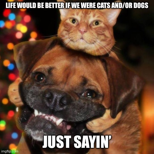 Meow | LIFE WOULD BE BETTER IF WE WERE CATS AND/OR DOGS; JUST SAYIN’ | image tagged in dogs an cats | made w/ Imgflip meme maker