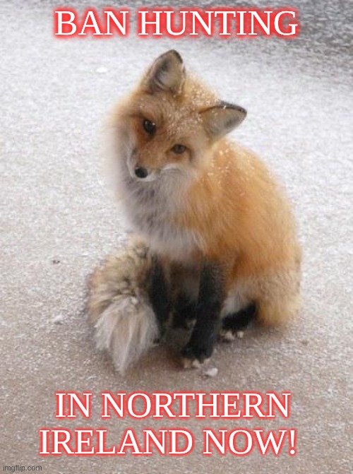 Fox | BAN HUNTING; IN NORTHERN IRELAND NOW! | image tagged in fox | made w/ Imgflip meme maker