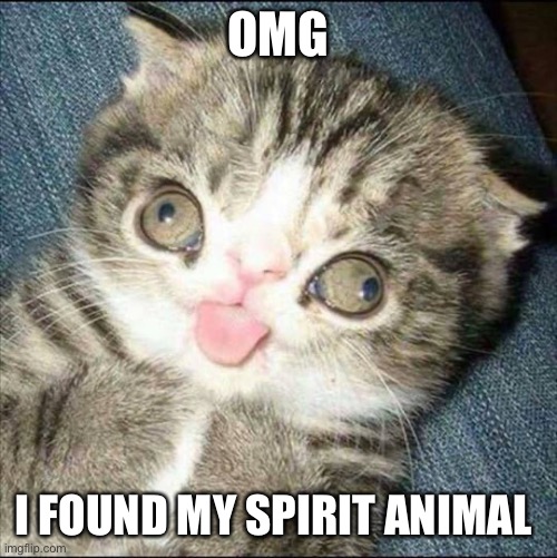 :P | OMG; I FOUND MY SPIRIT ANIMAL | image tagged in derp cat | made w/ Imgflip meme maker