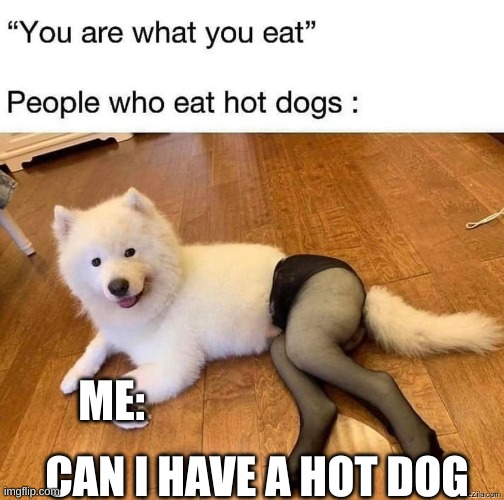 adghvb | ME:; CAN I HAVE A HOT DOG | image tagged in dogs,hot,too many hot dogs | made w/ Imgflip meme maker