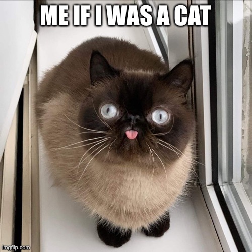 I shall become one with the derp | ME IF I WAS A CAT | image tagged in innocent cat | made w/ Imgflip meme maker
