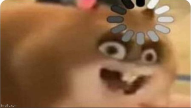 tf is this | image tagged in cat loading | made w/ Imgflip meme maker