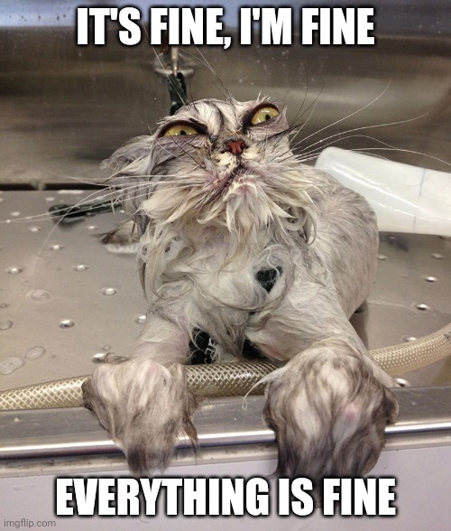 I'm fine | IT'S FINE, I'M FINE; EVERYTHING IS FINE | image tagged in fine,wet cat | made w/ Imgflip meme maker