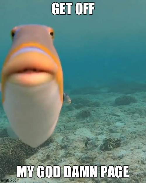 staring fish | GET OFF MY GOD DAMN PAGE | image tagged in staring fish | made w/ Imgflip meme maker