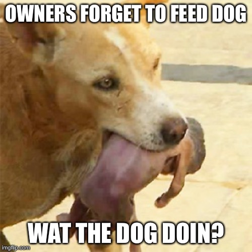 Thats my 3 moth year old brother | OWNERS FORGET TO FEED DOG; WAT THE DOG DOIN? | image tagged in baby cry | made w/ Imgflip meme maker