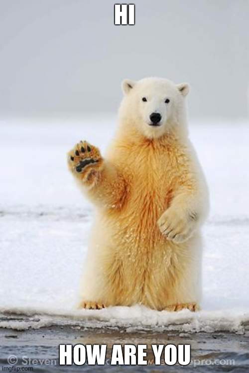 hi | HI; HOW ARE YOU | image tagged in hello polar bear | made w/ Imgflip meme maker