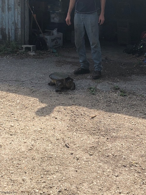 My friends uncle caught a snapping turtle once and named him biscuit | made w/ Imgflip meme maker
