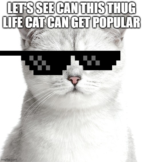 LET'S SEE CAN THIS THUG LIFE CAT CAN GET POPULAR | image tagged in cats | made w/ Imgflip meme maker