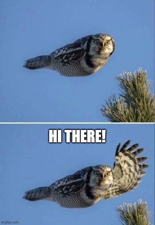 Hi there | HI THERE! | image tagged in hi there | made w/ Imgflip meme maker
