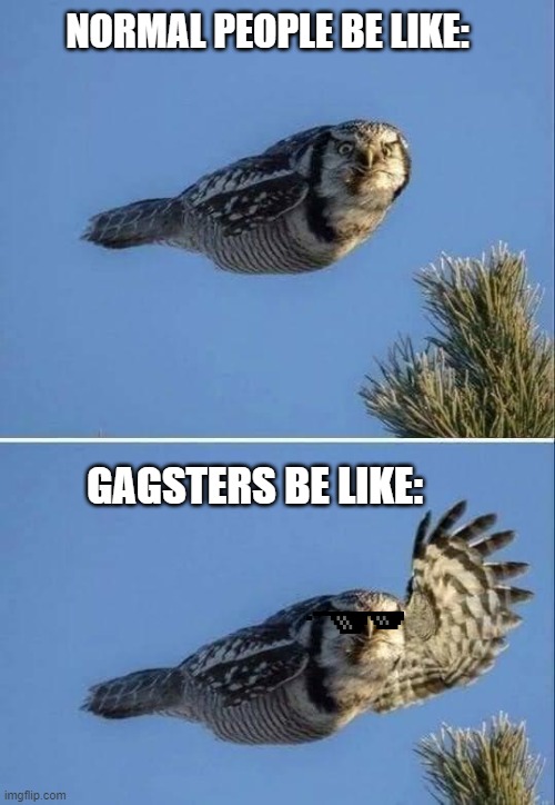 gagster owl | NORMAL PEOPLE BE LIKE:; GAGSTERS BE LIKE: | image tagged in gagster | made w/ Imgflip meme maker