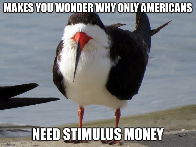 Even Less Popular Opinion Bird | MAKES YOU WONDER WHY ONLY AMERICANS NEED STIMULUS MONEY | image tagged in even less popular opinion bird | made w/ Imgflip meme maker