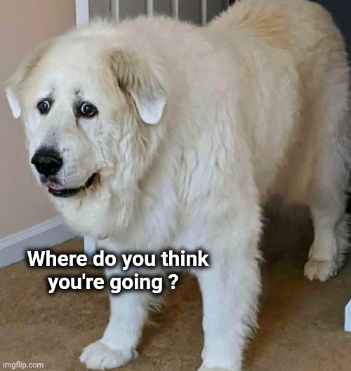 Dogs when you're leaving for work | Where do you think
       you're going ? | image tagged in home alone,anxiety,feed me,i don't want to play with you anymore | made w/ Imgflip meme maker