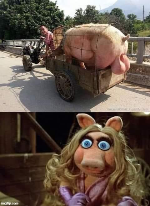 Miss Piggy’s surprise | image tagged in miss piggy s surprise | made w/ Imgflip meme maker