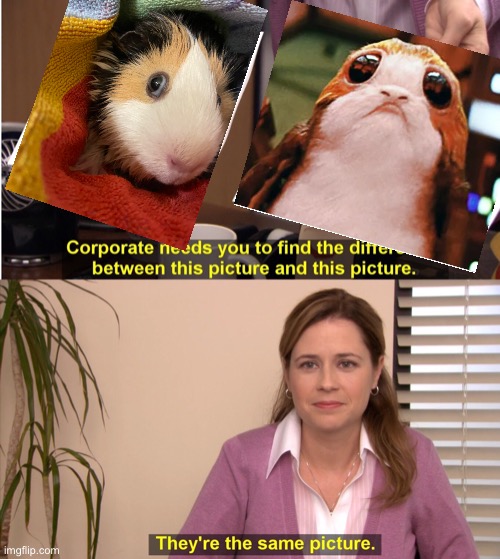 It’s kinda uncanny | image tagged in memes,they're the same picture,guinea pig,star wars,porg | made w/ Imgflip meme maker
