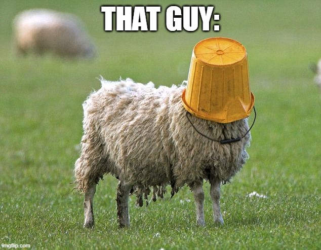 stupid sheep | THAT GUY: | image tagged in stupid sheep | made w/ Imgflip meme maker