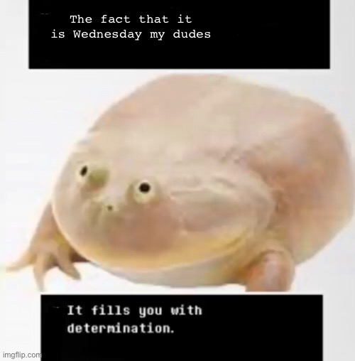The fact that it is Wednesday my dudes | image tagged in it is wednesday my dudes,undertale | made w/ Imgflip meme maker