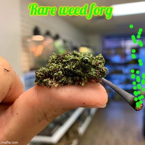 Pepe party's new mascot | Rare weed forg | image tagged in vietnamese weed frog,pepe the frog,smoke weed everyday,forg | made w/ Imgflip meme maker