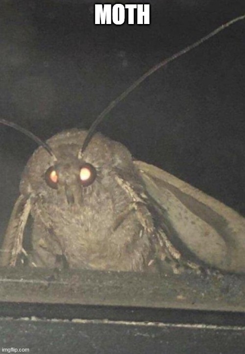 Moth | MOTH | image tagged in moth | made w/ Imgflip meme maker