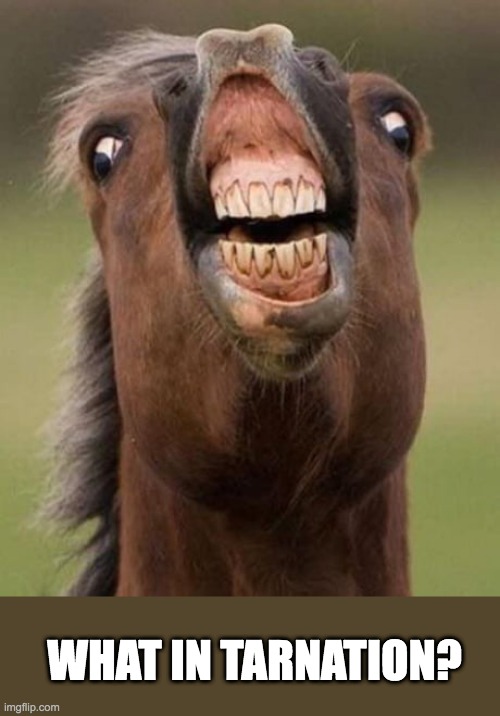 cursed horse please help | WHAT IN TARNATION? | image tagged in cursed horse,memes,funny,animals,horses,derp | made w/ Imgflip meme maker
