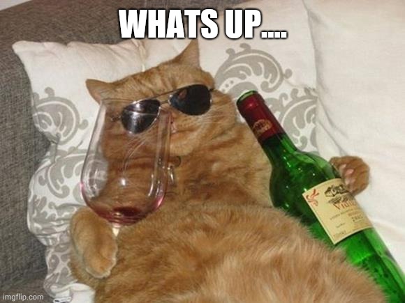 Cat swaggy | WHATS UP.... | image tagged in funny cat birthday | made w/ Imgflip meme maker