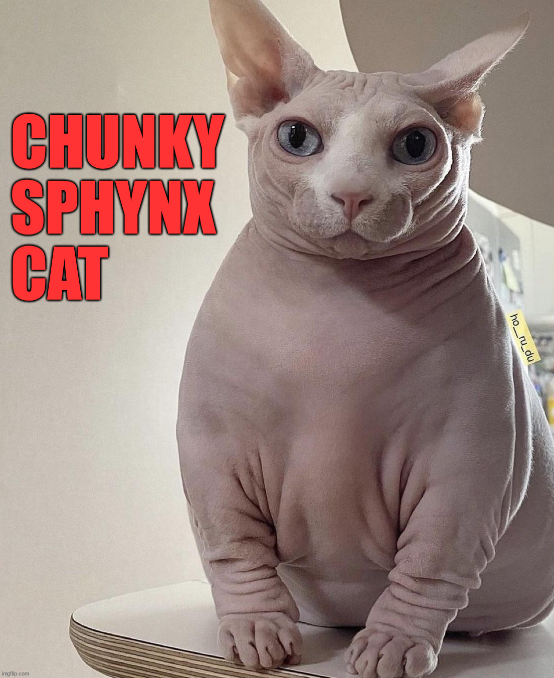 CHUNKY 
SPHYNX 
CAT | image tagged in cats | made w/ Imgflip meme maker