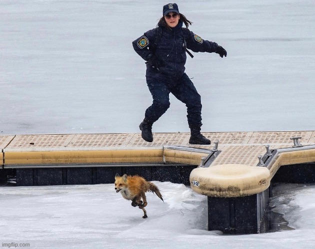 Catch me if you can | image tagged in fox,cops,ice | made w/ Imgflip meme maker