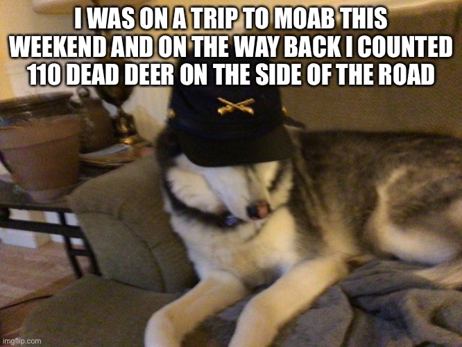 It was a lot of dead deer | I WAS ON A TRIP TO MOAB THIS WEEKEND AND ON THE WAY BACK I COUNTED 110 DEAD DEER ON THE SIDE OF THE ROAD | image tagged in union husky,deer,moab | made w/ Imgflip meme maker