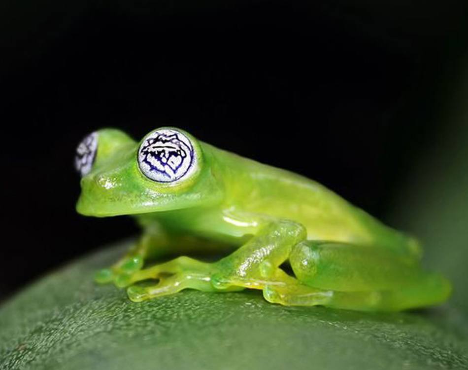 High Quality frog weird eyes Blank Meme Template
