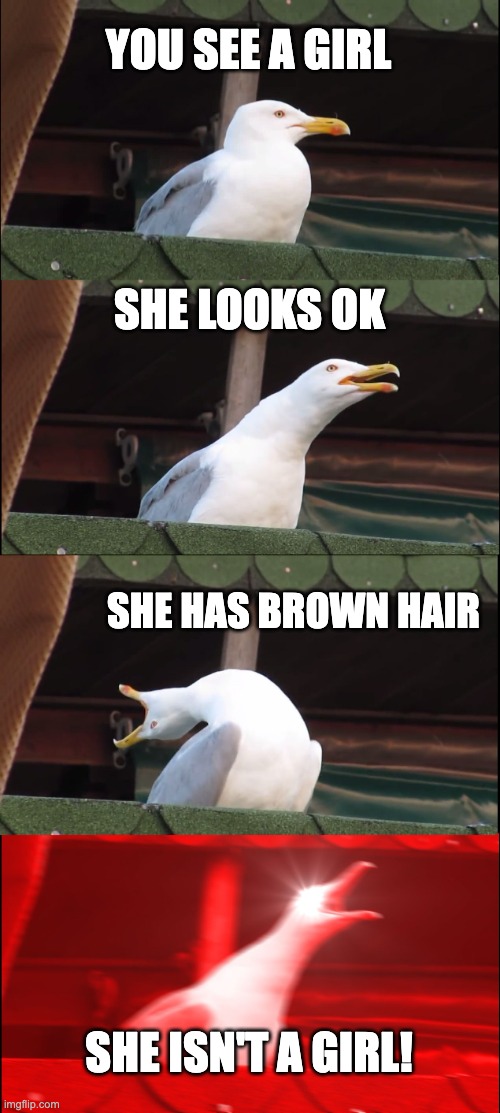 Inhaling Seagull | YOU SEE A GIRL; SHE LOOKS OK; SHE HAS BROWN HAIR; SHE ISN'T A GIRL! | image tagged in memes,inhaling seagull | made w/ Imgflip meme maker