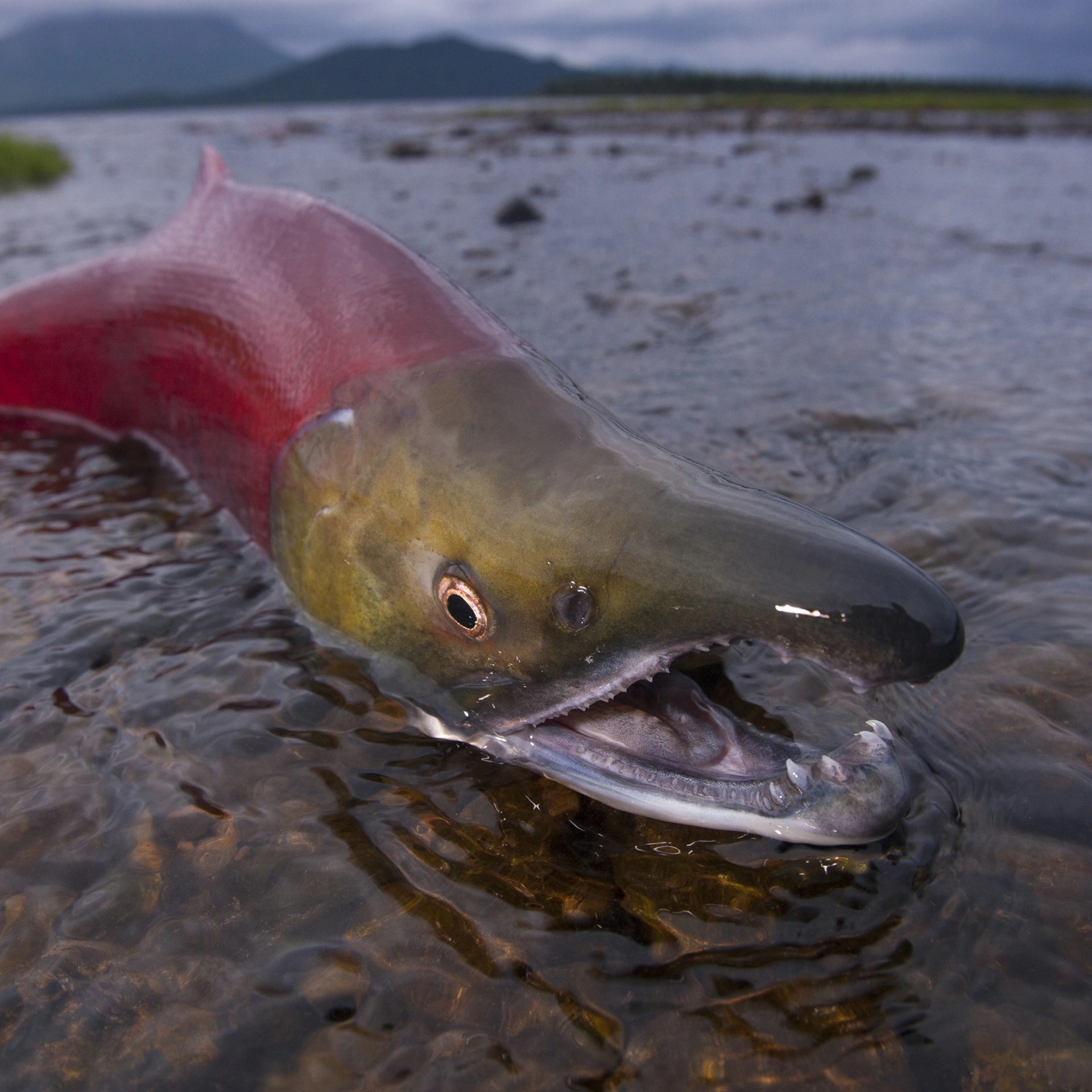 Certified "Salmon" Moment Blank Meme Template