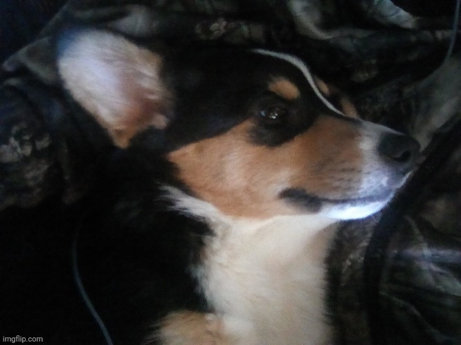 Doggo | image tagged in my puppy | made w/ Imgflip meme maker