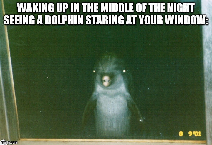 WAKING UP IN THE MIDDLE OF THE NIGHT SEEING A DOLPHIN STARING AT YOUR WINDOW: | made w/ Imgflip meme maker