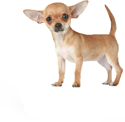 High Quality chihuahua Blank Meme Template