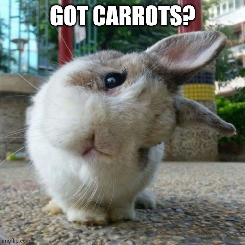 Cute Bunny | GOT CARROTS? | image tagged in cute bunny | made w/ Imgflip meme maker