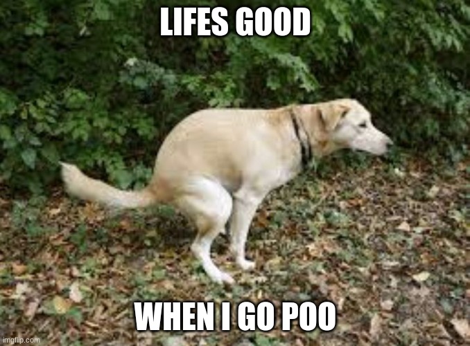 Dog pooping  | LIFES GOOD; WHEN I GO POO | image tagged in dog pooping | made w/ Imgflip meme maker