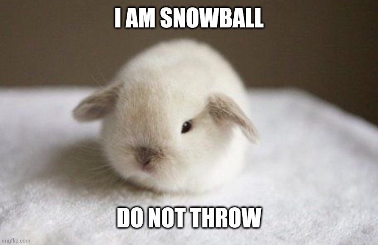 Bunny | I AM SNOWBALL; DO NOT THROW | image tagged in bunny | made w/ Imgflip meme maker