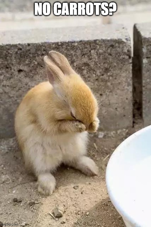 Sad Bunny | NO CARROTS? | image tagged in sad bunny | made w/ Imgflip meme maker