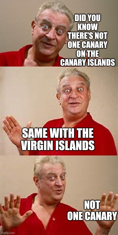 bad pun Dangerfield  |  DID YOU KNOW THERE'S NOT ONE CANARY ON THE CANARY ISLANDS; SAME WITH THE VIRGIN ISLANDS; NOT ONE CANARY | image tagged in bad pun dangerfield | made w/ Imgflip meme maker