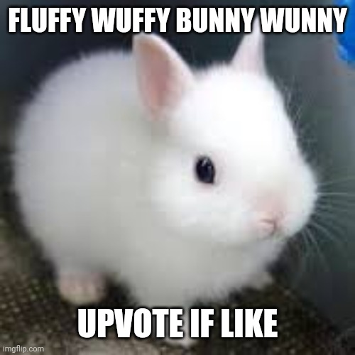 cute fluffy bunny |  FLUFFY WUFFY BUNNY WUNNY; UPVOTE IF LIKE | image tagged in cute fluffy bunny | made w/ Imgflip meme maker