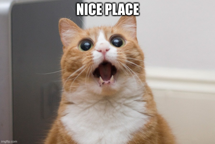 Amazed cat | NICE PLACE | image tagged in amazed cat | made w/ Imgflip meme maker