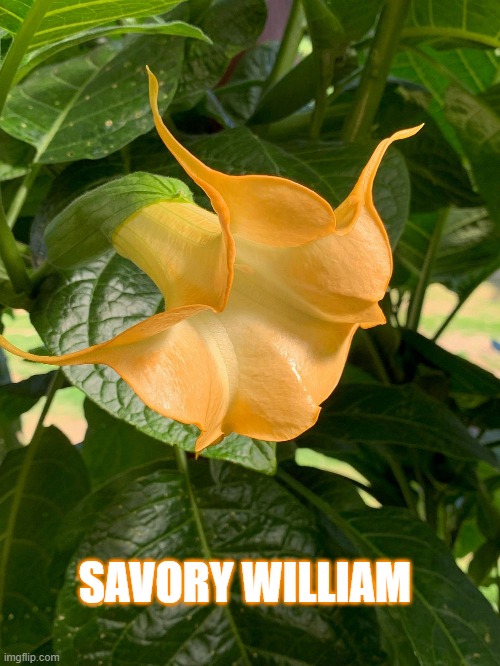 Savory William | SAVORY WILLIAM | image tagged in flower | made w/ Imgflip meme maker