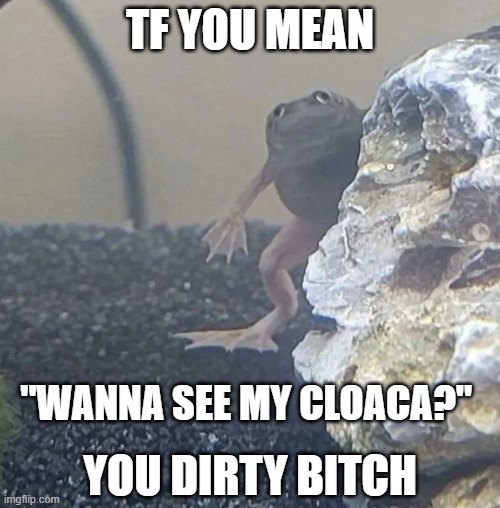 Bro what? | TF YOU MEAN; "WANNA SEE MY CLOACA?"; YOU DIRTY BITCH | image tagged in bro what | made w/ Imgflip meme maker