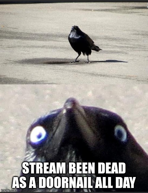 insanity crow | STREAM BEEN DEAD AS A DOORNAIL ALL DAY | image tagged in insanity crow | made w/ Imgflip meme maker
