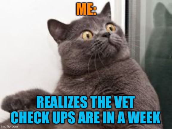 Cats and vets | ME:; REALIZES THE VET CHECK UPS ARE IN A WEEK | image tagged in the moment when you realise exams are in a month | made w/ Imgflip meme maker