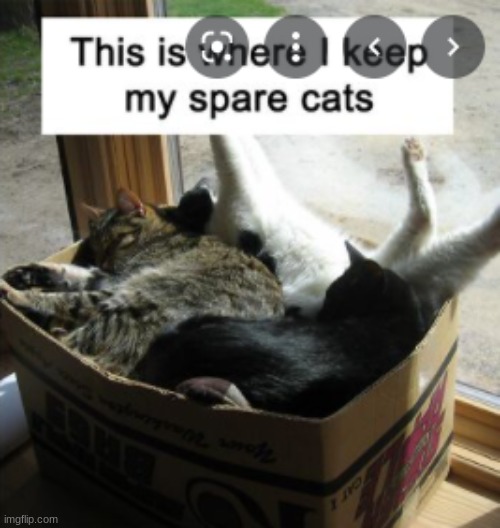 image tagged in cats | made w/ Imgflip meme maker