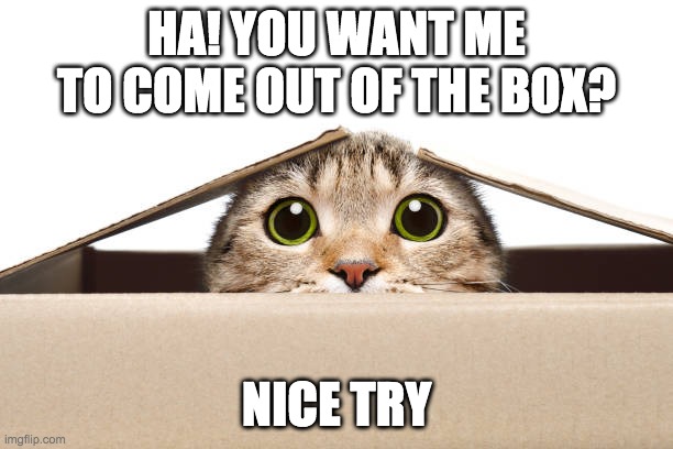 HA! | HA! YOU WANT ME TO COME OUT OF THE BOX? NICE TRY | image tagged in box,cat,youthought,funny,meme | made w/ Imgflip meme maker