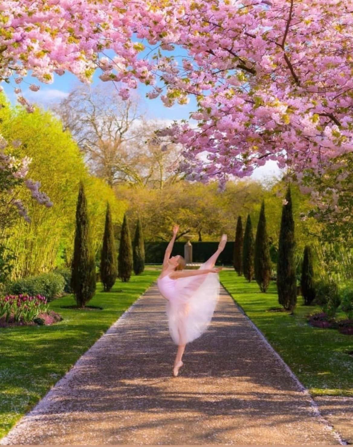 High Quality Ballerina in cherry blossoms Blank Meme Template