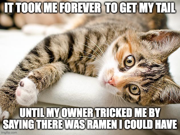 seriously RAMEN!!! | IT TOOK ME FOREVER  TO GET MY TAIL; UNTIL MY OWNER TRICKED ME BY SAYING THERE WAS RAMEN I COULD HAVE | image tagged in cute,funny,silly,cat,ramen | made w/ Imgflip meme maker
